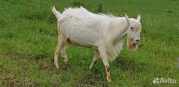 Козел зааненский