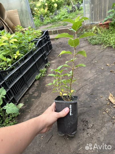 Гортензия Полярный медведь