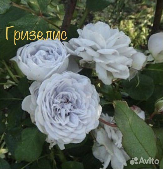 Саженцы роз