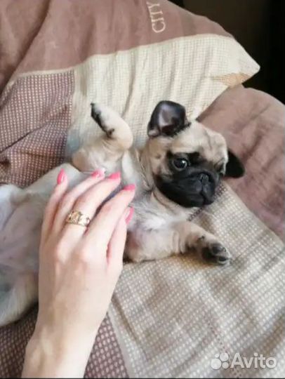 Щенки мопса