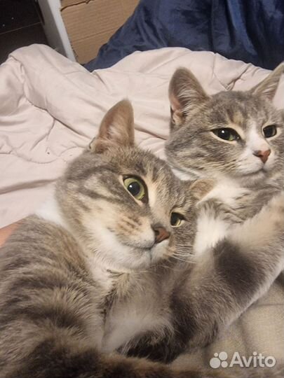 Котята ищут семью
