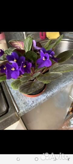 Фиалка в горшках