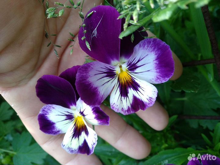 Рассада базилик, мелисса, анютины глазки