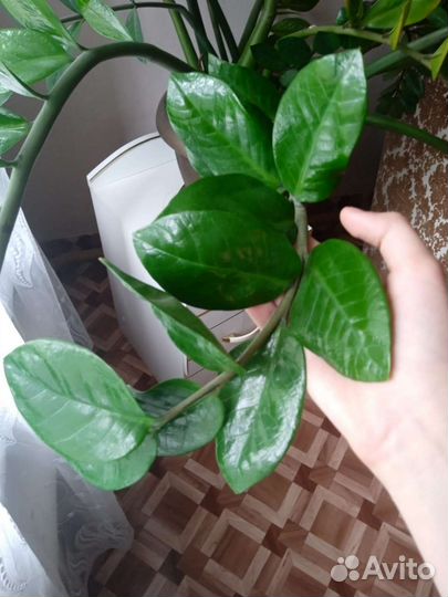 Замиокулькас