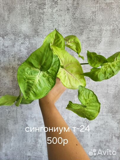 Сингониумы