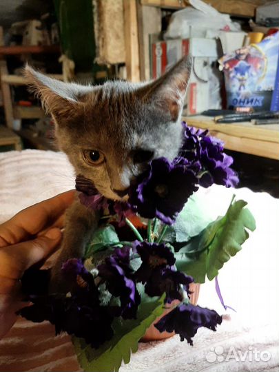 Котёнок девочка