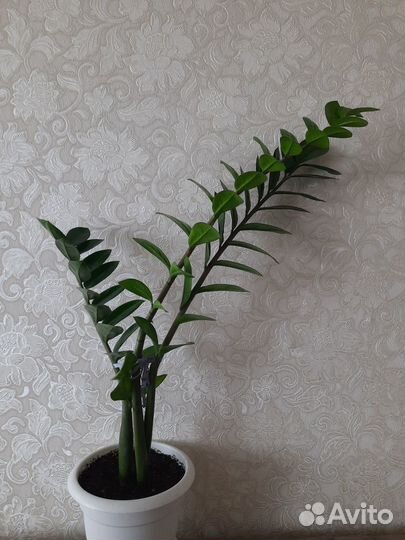 Комнатные растения