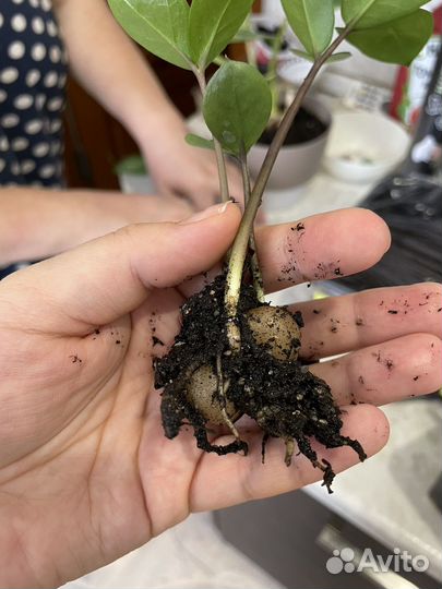 Замиокулькас