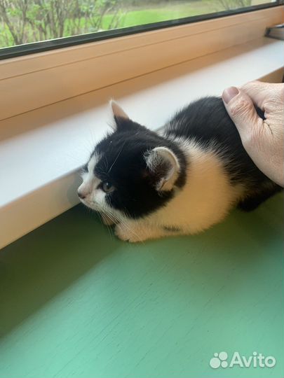 Котенок мальчик бесплатно