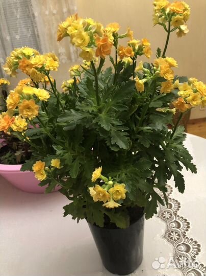 Каланхоэ, долгоцветущий