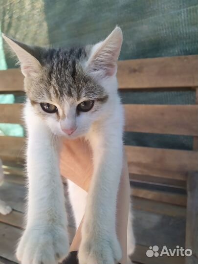 Котятки в добрые руки