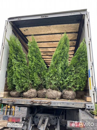 Смарагд туя