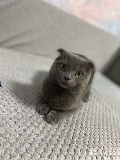 Британская кошка скоттиш фолд ищет вязку