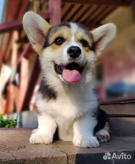 Щенки Вельш Корги Пемброк РКФ Мальчик