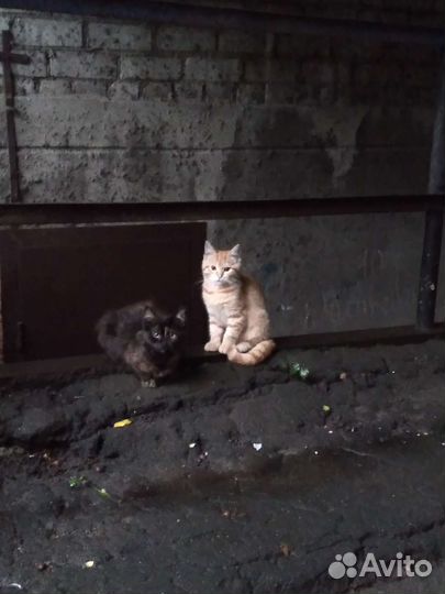 Красивые котята