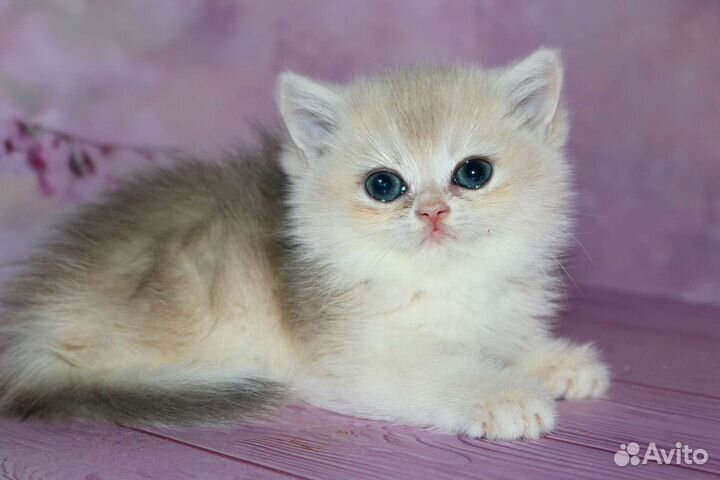 Девочка золотая шиншилла голубое золото