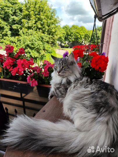 Кот мейн-кун вязка