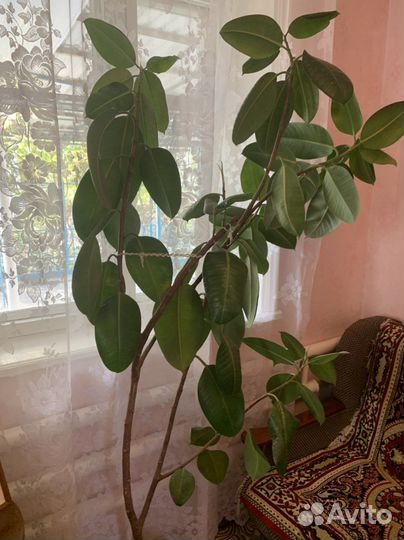 Комнатные цветы фикус