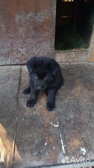 Щенки немецкой овчарки