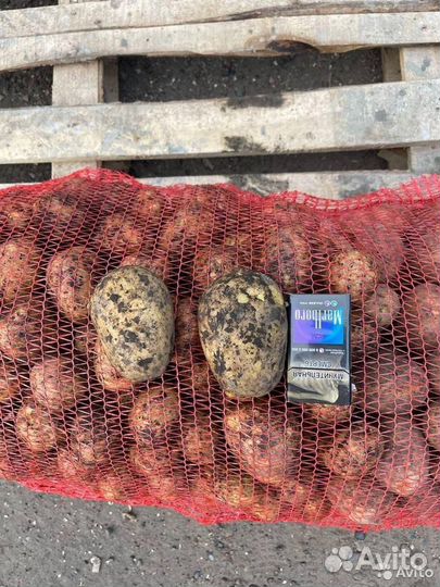 Картофель от производителя. гост 7176-85