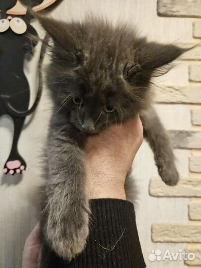 Котята мейн-кун два парня вакантны