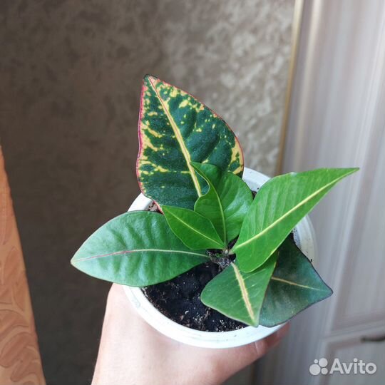 Кротон Петра