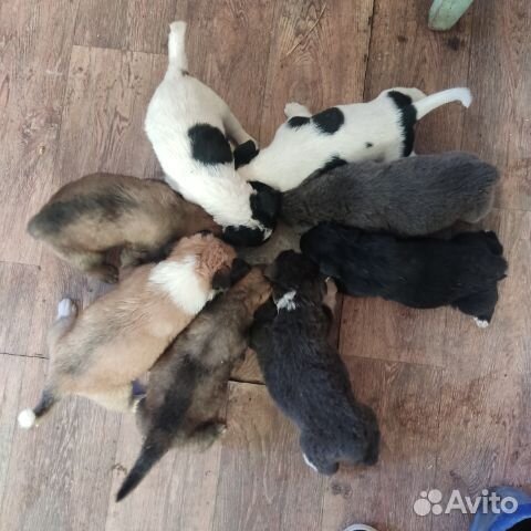 Отдам в добрые руки