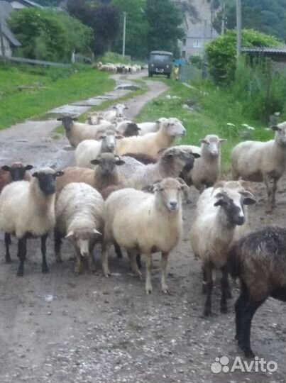 Овцы