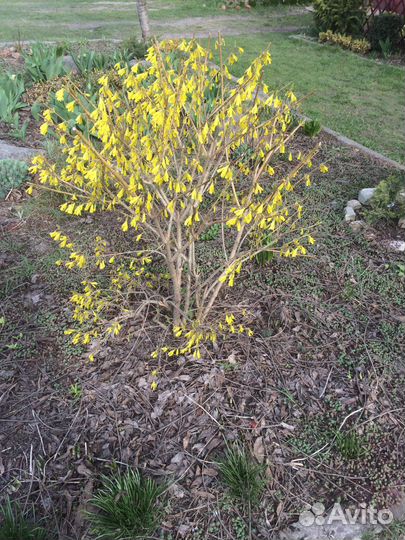 Кусты гортензии крупнолистной розовая и форзиция