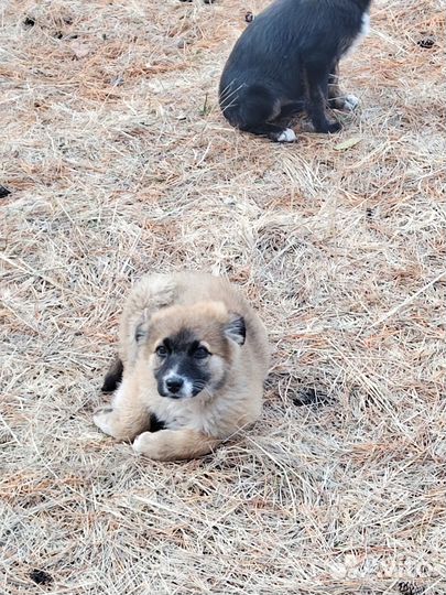 Щенки в добрые руки