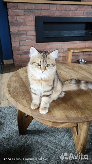 Сибирские котята