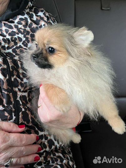 Шпиц померанские девочки