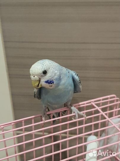 Волнистый попугай самочка