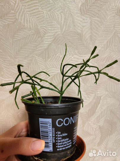 Кактус хатиора