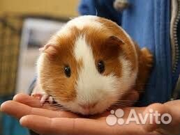 Передержка