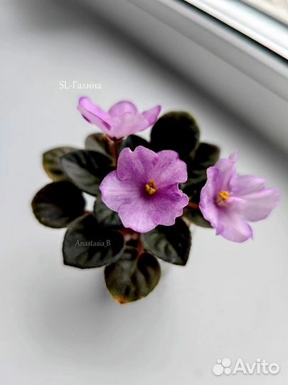 Сортовые фиалки цветущие