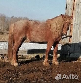 Лошадь жеребец тяжеловоз
