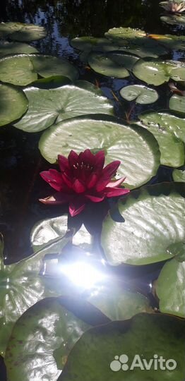 Нимфеи взрослые в контейнере 20 литров