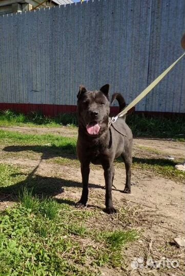 Собака в дар