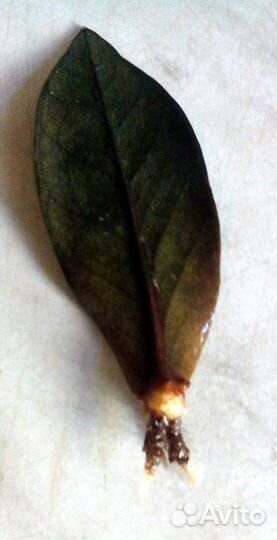 Замиокулькас Равен листом