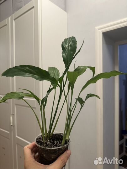 Спатифиллум