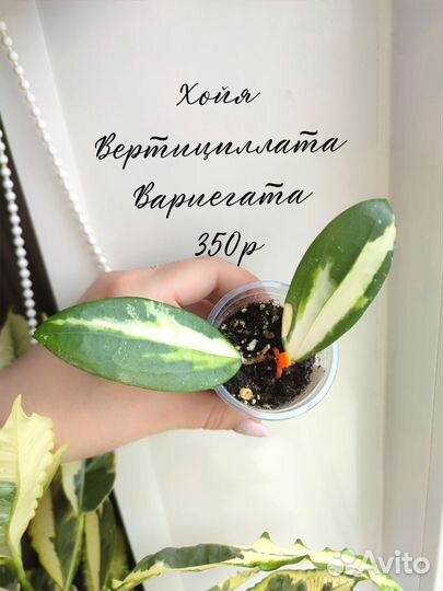 Цветы комнатные, хойи, эпипремнум, папоротник