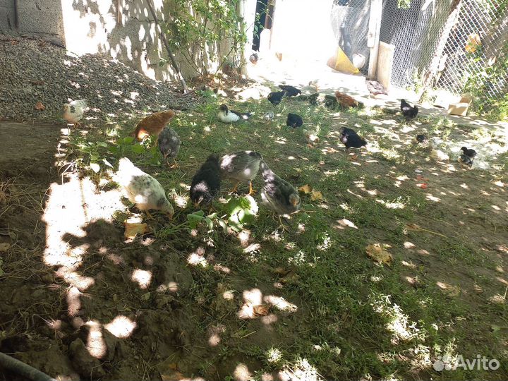 Цыплята несушки подрощенные