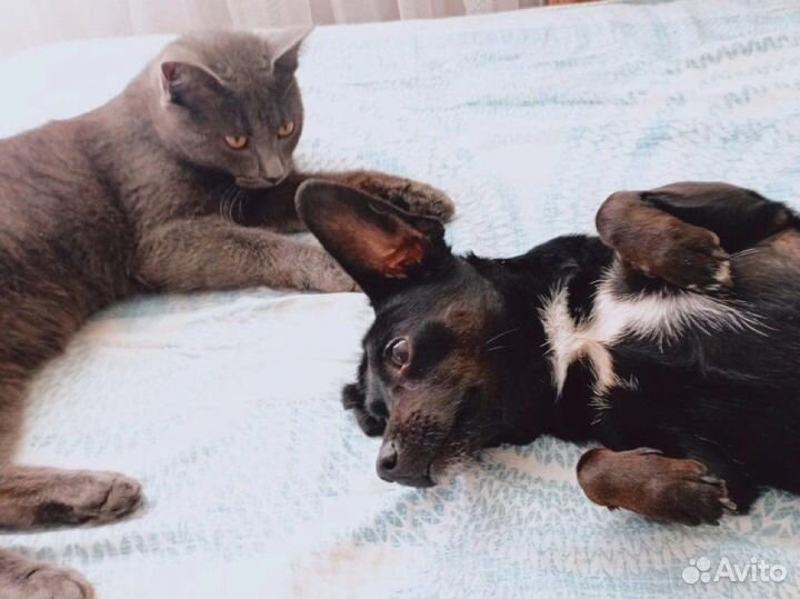 Игривый котик ищет семью