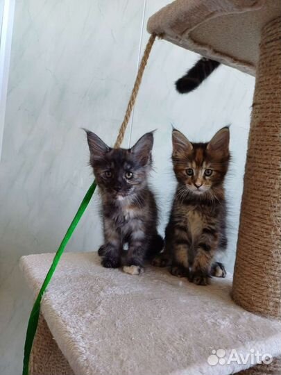 Котята мейн-кун