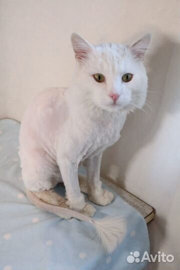 Котик в добрые руки