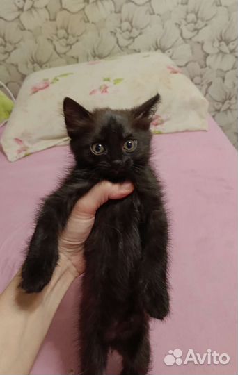 Котята бесплатно