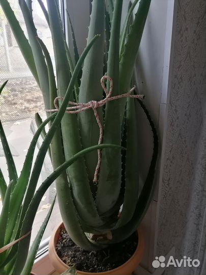 Листья алоэ