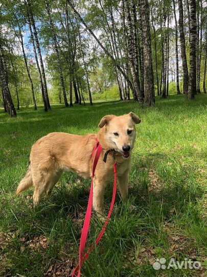 Собака в добрые руки