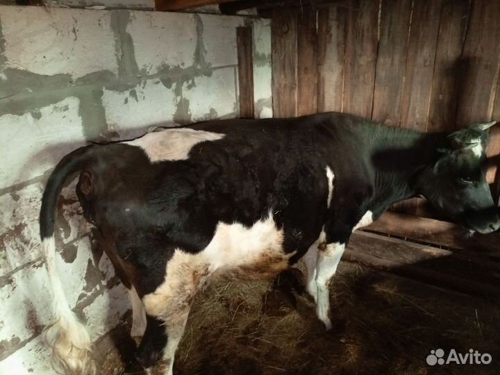 Корова телка стельная